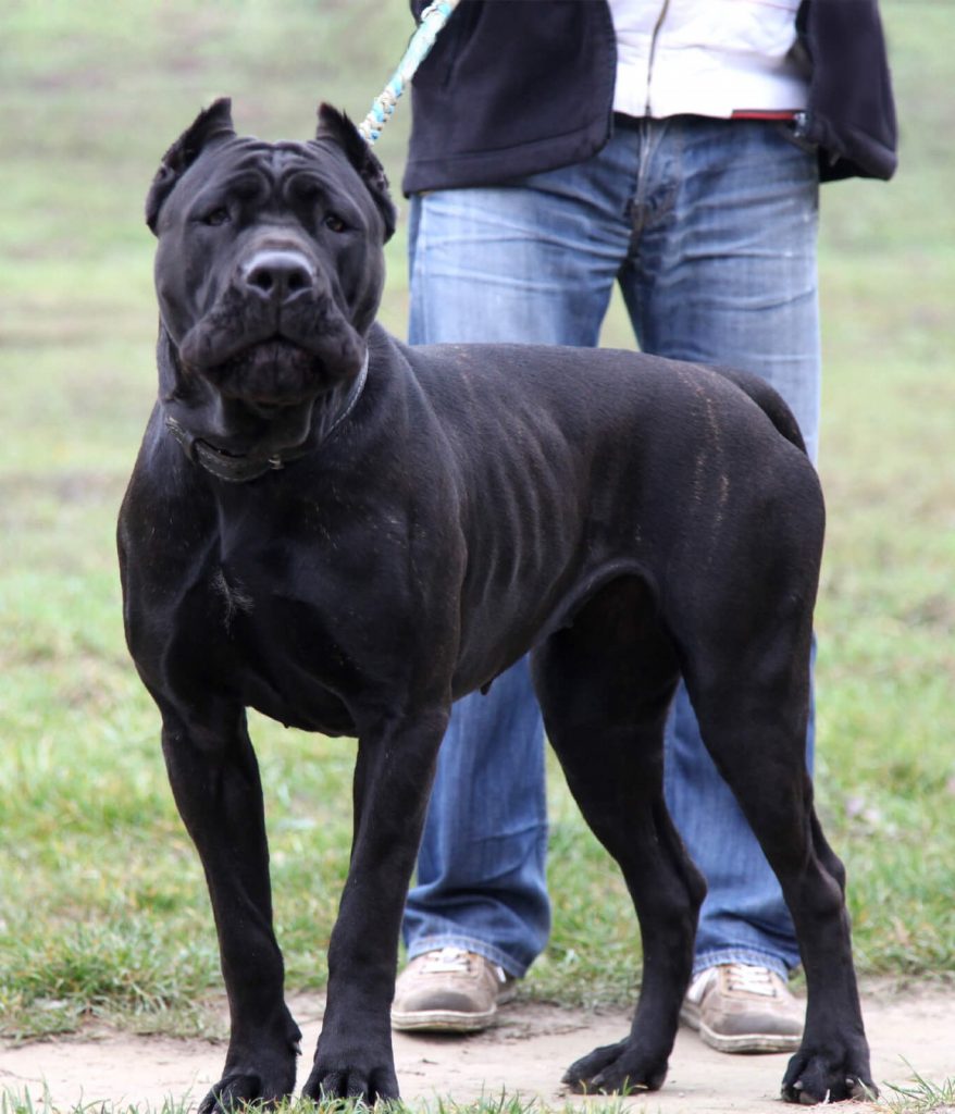 Black bandog sales