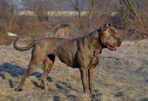 ANDANTE BANDOG Andante Bandog